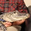 emotional-support-alligator