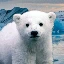 knut-from-zoo