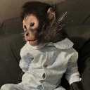 monkey-taken-by-police