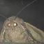 moth
