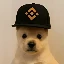 pupxbnb