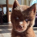 red-siberian-husky